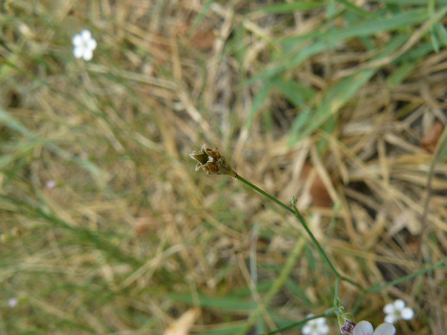 caryophyllaceae - Petrorhagia saxifraga